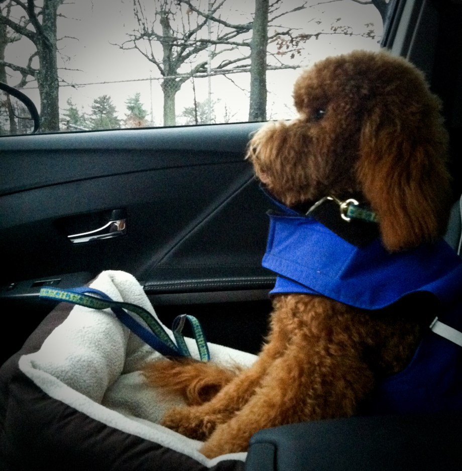 riding shotgun is a SERIOUS job