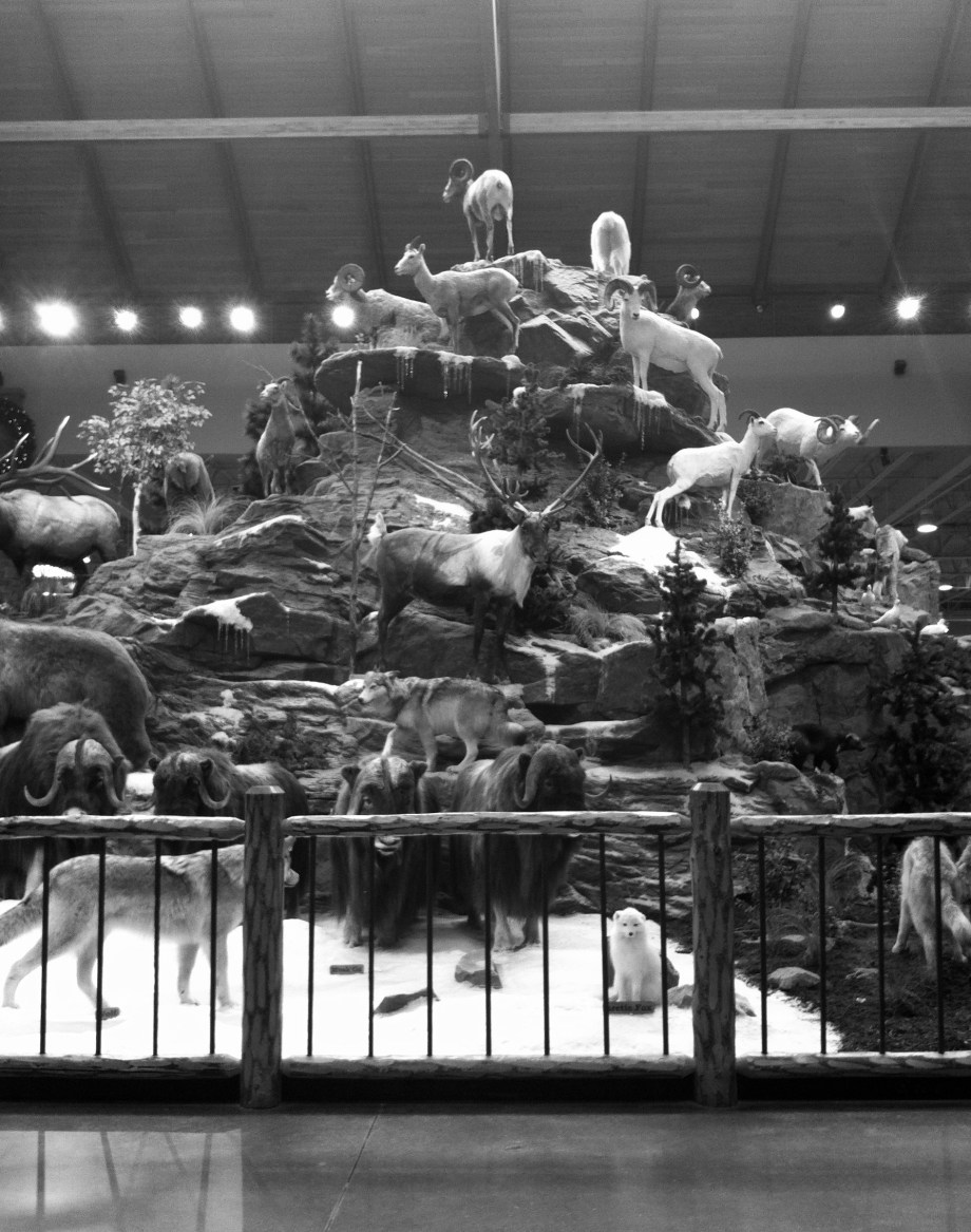 ....especially when the store's centerpiece offers a who's who of nearby wildlife neighbors