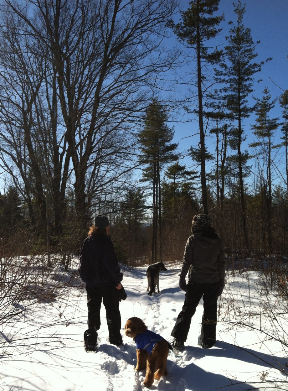 shoeing 7